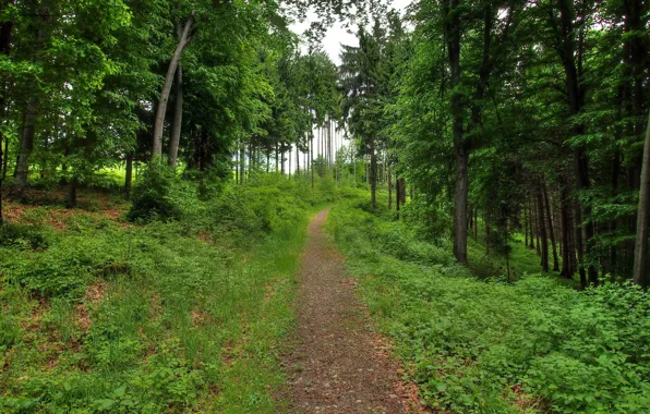 Picture forest, landscape, nature, trail