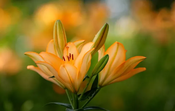 Picture macro, background, Lily, orange, petals, buds