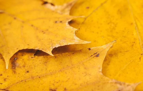 Picture leaves, macro, nature