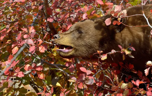 Picture face, leaves, branches, tree, bear, profile, the Bruins