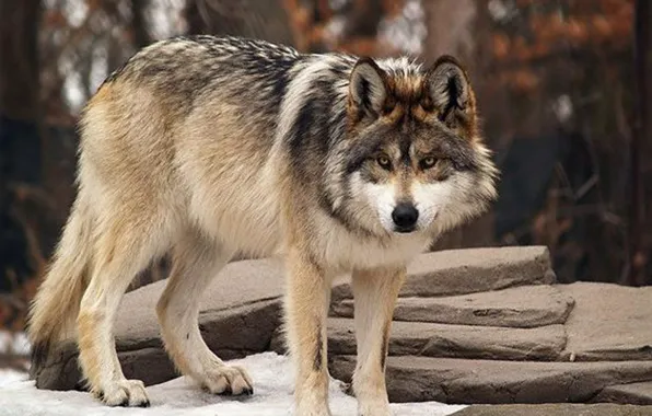 Nature, predator, animal, wolf, wildlife, portrait, portrait., Mexican Gray Wolf
