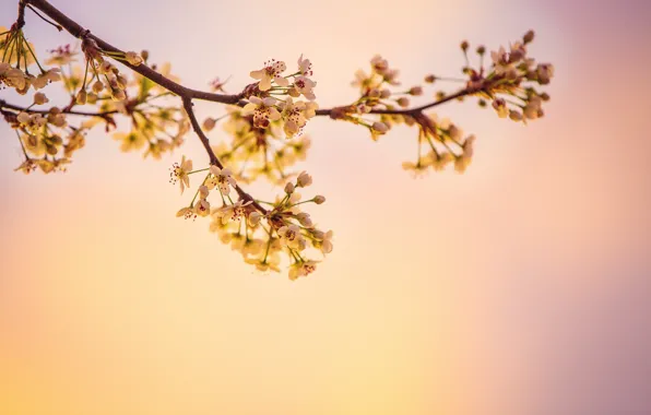 Spring, Flower, Plant, Branch, Plants, Flower, Flowers, Color