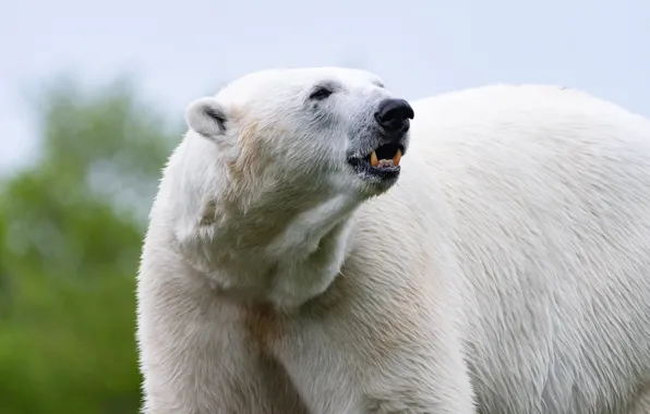 Bear, polar bear, polar bear