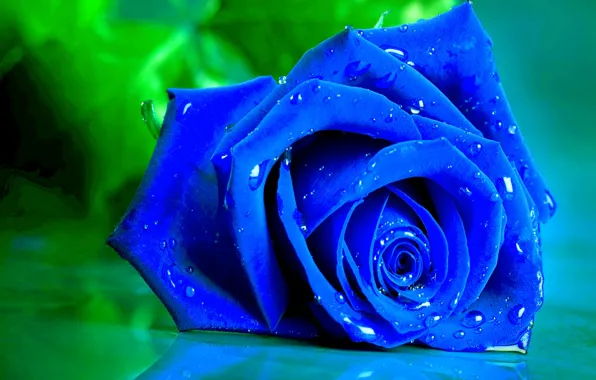 Drops, macro, rose, petals, Bud, blue