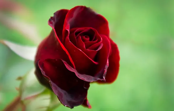 Red, nature, rose, beauty, flora