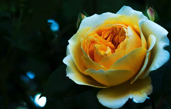 Leaves, macro, the dark background, rose, Bud, yellow, bokeh