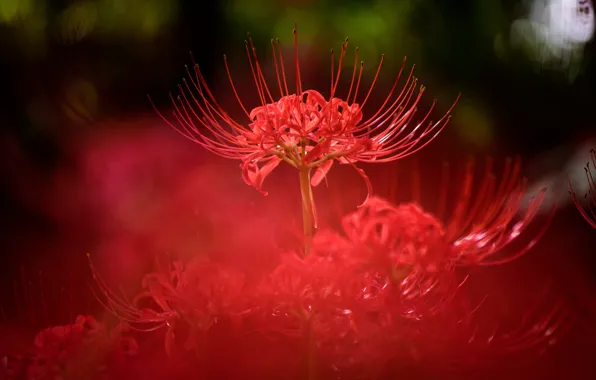Light, flowers, nature, background, blur, red, bokeh, he lost his parents,
