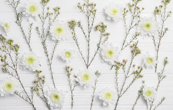 Greens, Flowers, Branches, Chrysanthemum