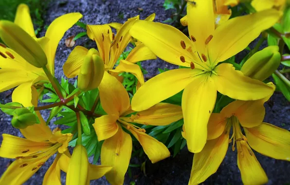 Macro, flowers, yellow lilies