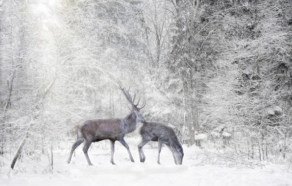 Winter, frost, forest, snow, trees, nature, deer, pair