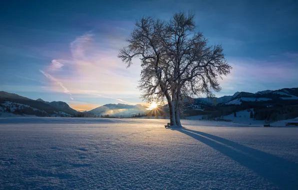 Winter, the sky, clouds, snow, landscape, sunset, mountains, lonely tree