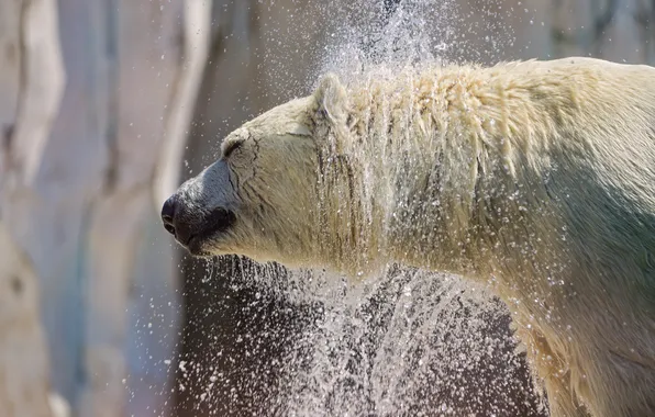 Picture squirt, wet, profile, polar bear, polar, ©Tambako The Jaguar