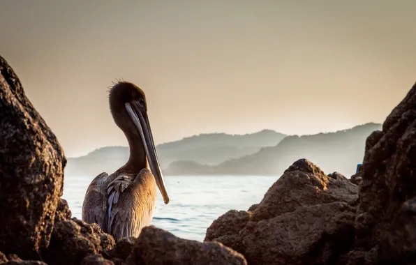 Picture rocks, bird, beak, sitting, Pelican