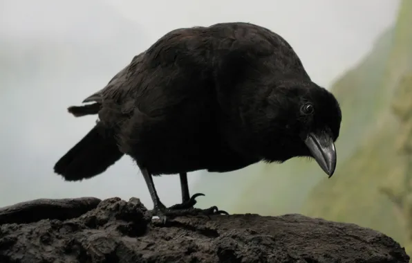 Picture look, bird, Raven