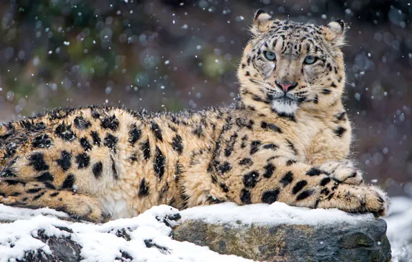 Winter, look, snow, cats, stones, background, portrait, lies