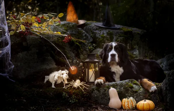 Autumn, forest, look, face, light, nature, pose, the dark background