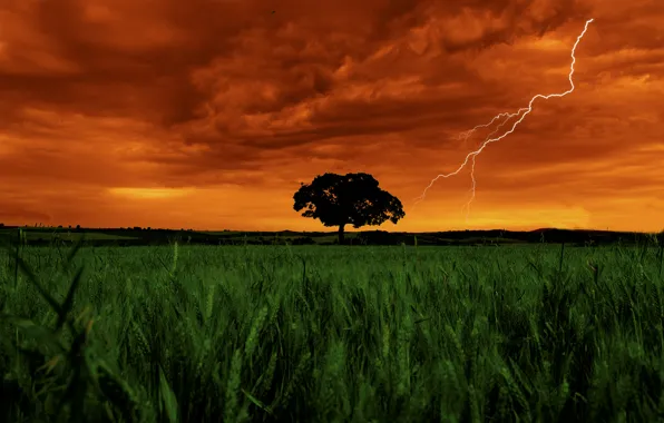 Picture Clouds, Sky, Grass, Landscape, Lightning, Color, Field, Garden