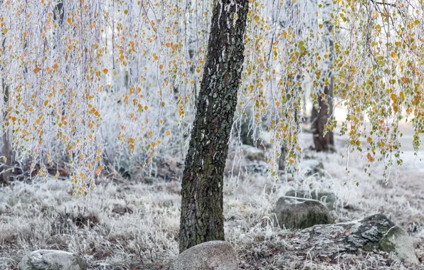 Picture frost, autumn, leaves, tree