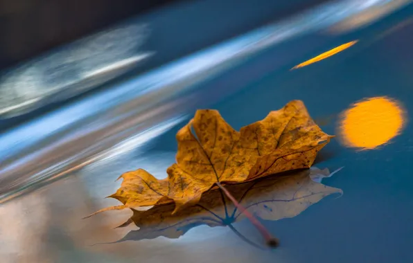 Macro, sheet, reflection, maple leaf