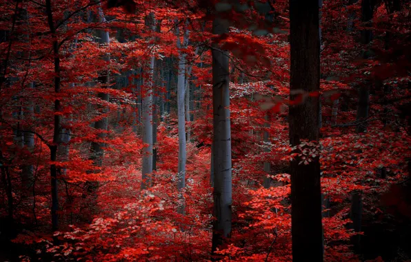 Picture autumn, forest, leaves, trees, nature, red, Burgundy, crimson