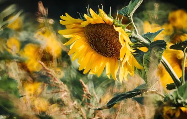 Flower, summer, leaves, light, sunflowers, yellow, nature, sunflower