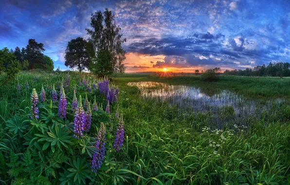 Summer, sunset, lupins