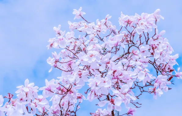 Picture the sky, branches, spring, sky, nature, blossom, spring, Magnolia
