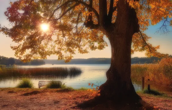 Autumn, lake, Park, tree, Germany, reed, Germany, Brandenburg