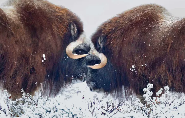 Alaska, horns, USA, musk ox
