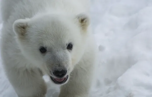 Picture bear, puppy, nature, eyes, snow, animal, fur, ears