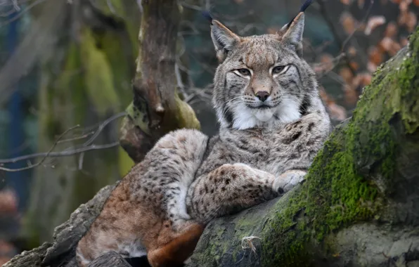 Trees, calm, lynx