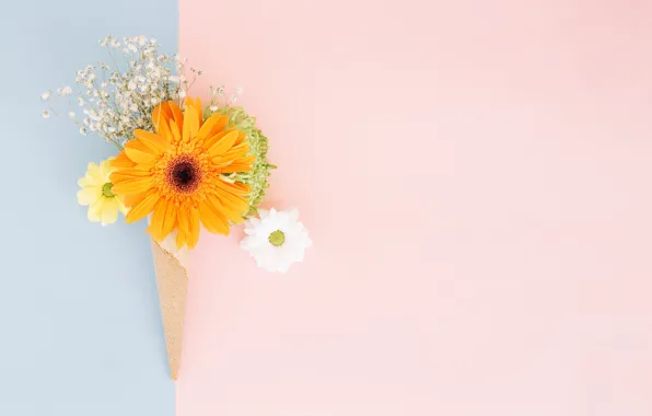 Flowers, gerbera, chrysanthemum, sugar cone