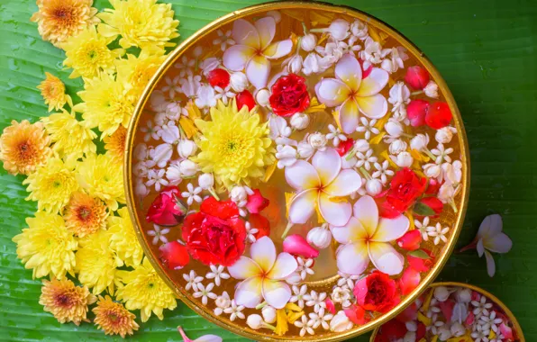 Water, flowers, chrysanthemum, plumeria