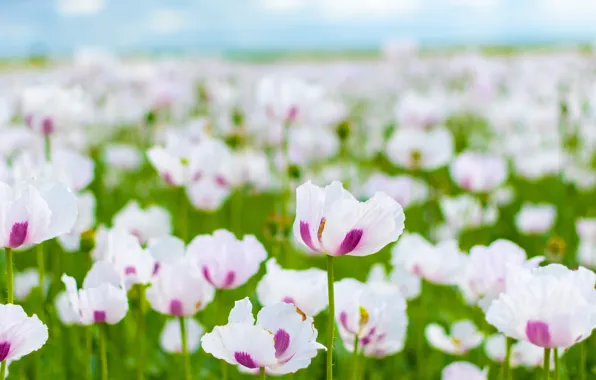 Field, flowers, Maki, white, bokeh, poppy field