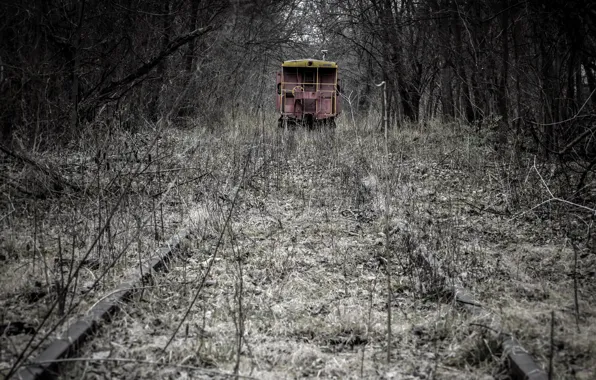 Picture forest, the car, railroad