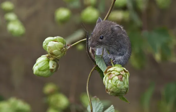 Picture nature, animal, branch, mouse, bumps, rodent, hops