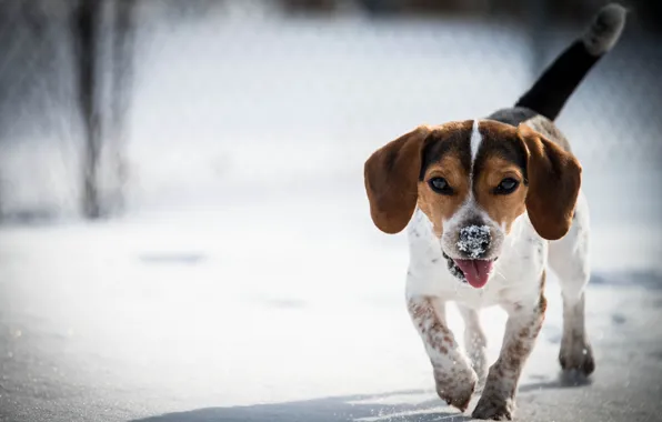 Snow, dog, Beagle
