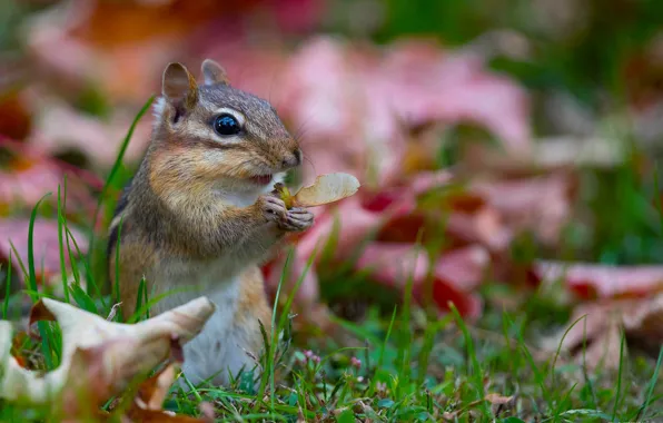 Grass, Chipmunk, animal, rodent