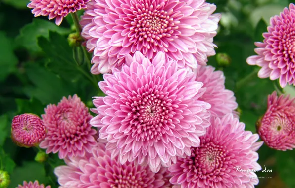 Picture autumn, leaves, flowers, beauty, petals, pink, chrysanthemum, pink