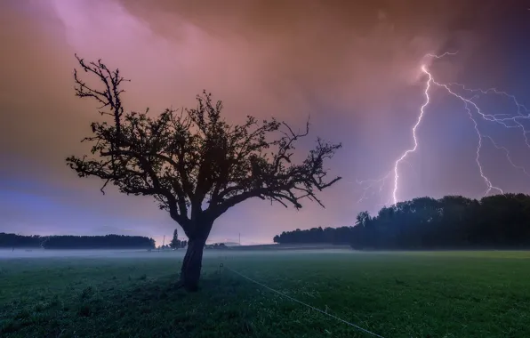 Night, tree, lightning