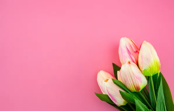 Picture flowers, background, bouquet, tulips