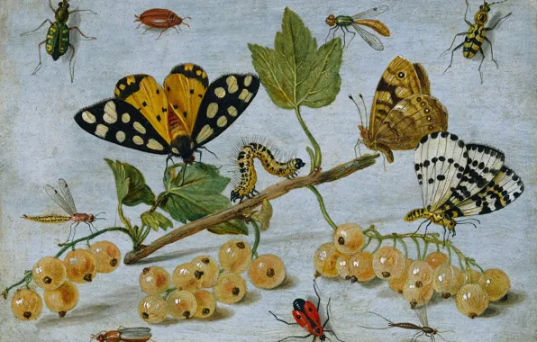 Caterpillar, berries, butterfly, oil, picture, still life, currants, Jan van Kessel the elder
