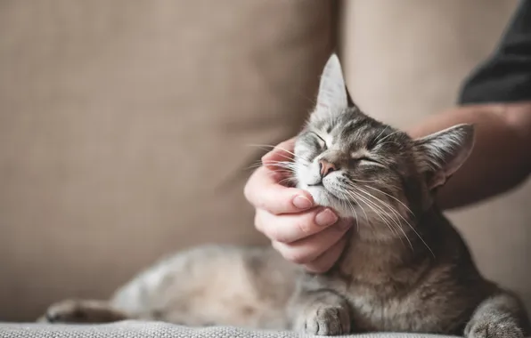 Cat, cat, pose, grey, hand, lies, fingers, weasel