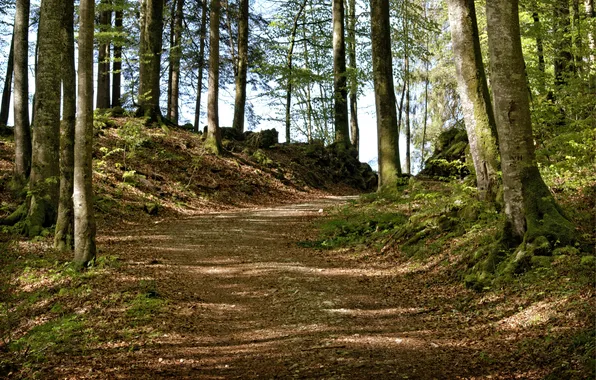 Picture forest, the sky, trees, landscape, nature, plants, forest, sky