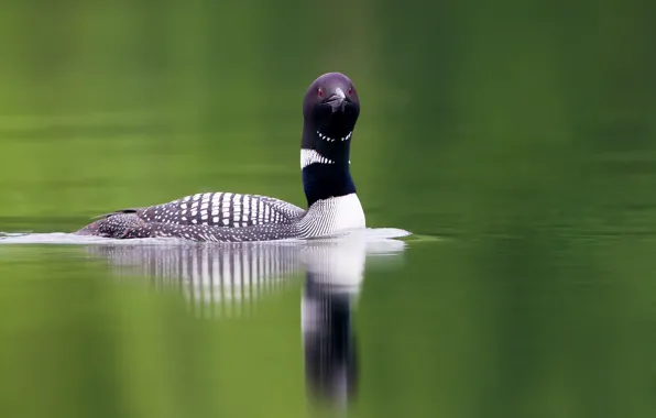 Water, lake, water, lake, red eye, long neck, Loon, red eye