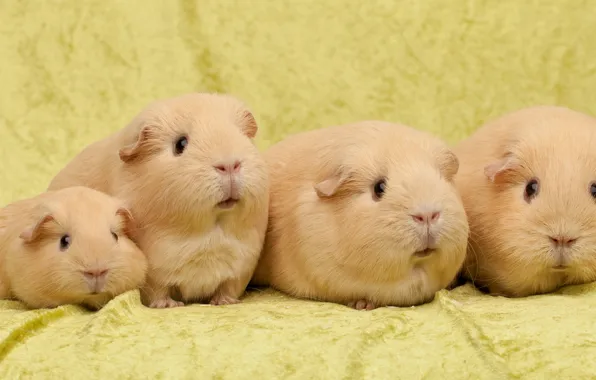 Quartet, family, Guinea pigs