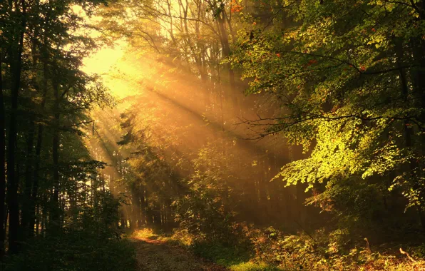 Road, autumn, forest, rays, solar