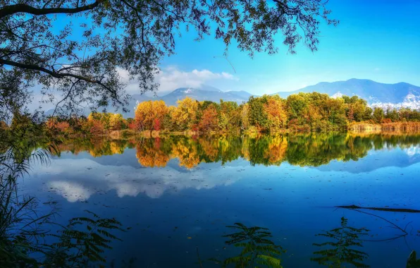 Autumn, trees, branches, lake, reflection