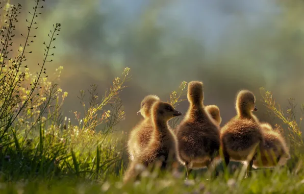 Grass, birds, glade, kids, Chicks, geese, the goslings, brood