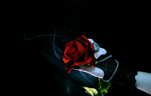 Picture rose, hand, black background